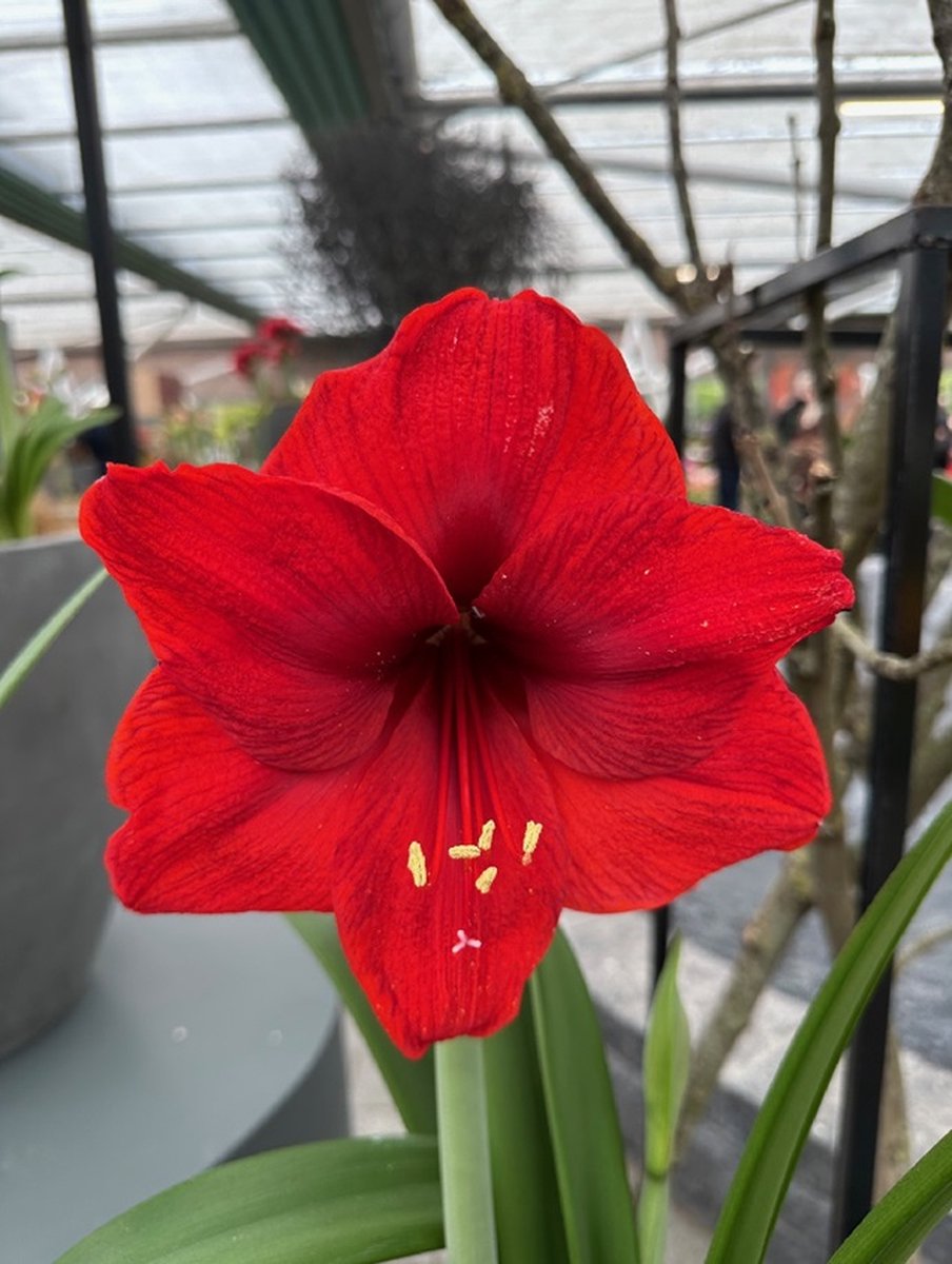 Amaryllis Red Lion | 1 stuk | Amaryllisbol | Hippeastrum