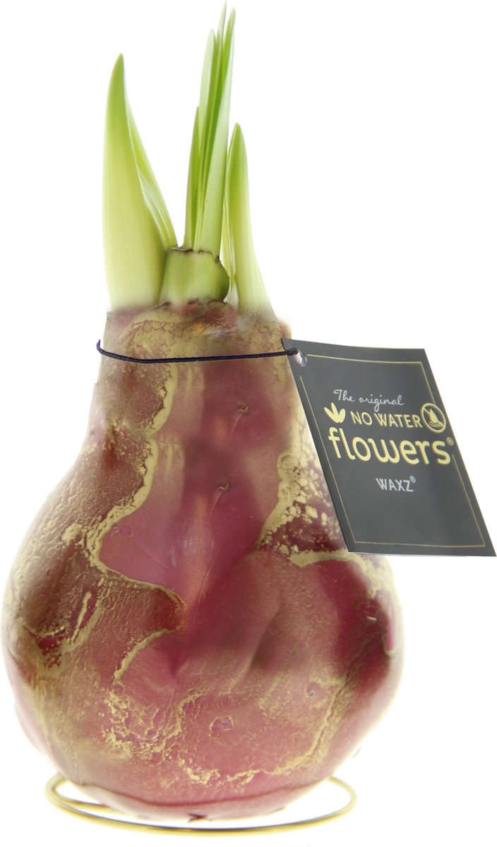Univerz Jupiter Bordeaux