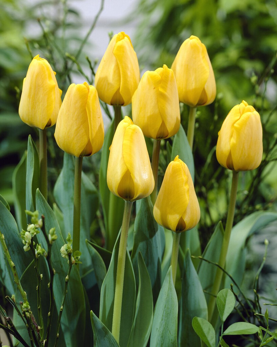 Tulp Golden Apeldoorn | 10 stuks | Tulpenbollen