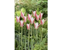 Tulp Clusiana Lady Jane | 10 stuks | Tulpenbollen
