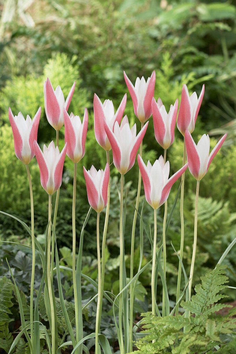 Tulp Clusiana Lady Jane | 10 stuks | Tulpenbollen