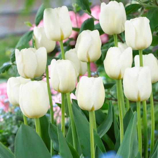 Enkele tulpenbollen Yellow Passion (25 bollen) exclusieve gele tulpen uit Nederland, winterhard en meerjarig voor in de tuin, potten, op het balkon ( Grote knollen, geen zaad, niet kunstmatig