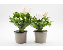 Ikhebeencactus | Schlumbergera lidcactus Wit | Prachtige bloeiende cactus | Kerstcactus | set 2 stuks | 8.5 cm pot | Cadeau tip