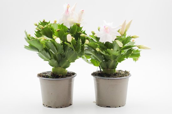 Foto: Ikhebeencactus schlumbergera lidcactus wit prachtige bloeiende cactus kerstcactus set 2 stuks 8 5 cm pot