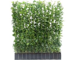Hedera Hibernica - Klimop - Kant-en-Klaar Haag | 120cm - ↨120 cm
