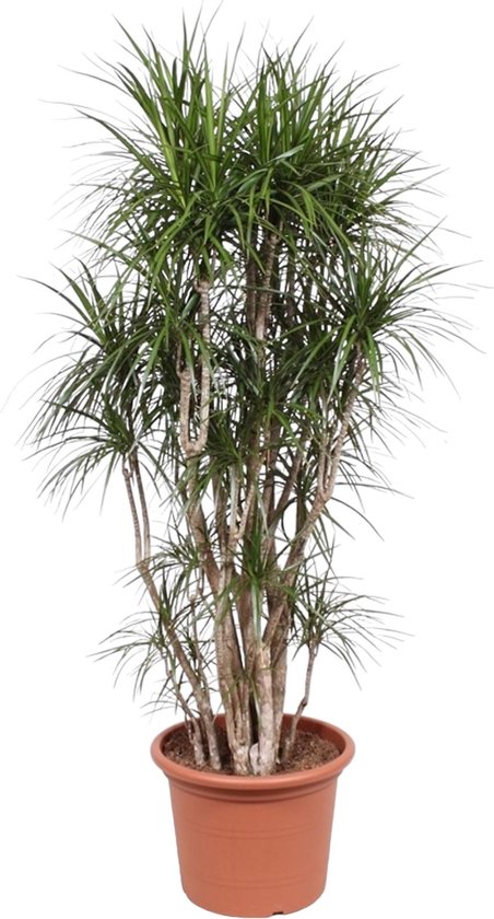 Plant In A Box - XXL Dracaena 'Lemon Lime' - Pot ⌀24cm - Hauteur 130-140cm - Grande