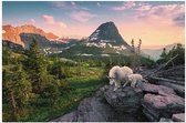 Puzzle Ravensburger Chèvre Alpine avec jeune - Puzzle - 3000 pièces