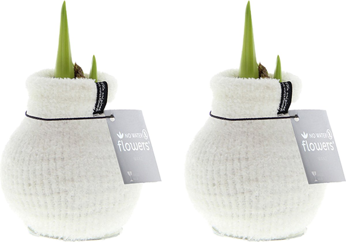 Bloomique - Set van 2 - Amaryllis Bol in Wax - Cozy Wit - Bloembol - No Water Flowers - Kerstversiering - Hoogte 15-25 cm bij Levering - Groeit tot 40-60 cm - 10 cm diameter
