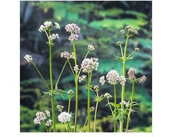 Moerings Valeriana Officinalis | Valeriaan | In 9CM pot