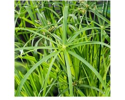 Moerings Cyperus Alternifolius | Papyrus Plant | In 18CM Mand Kant en Klaar