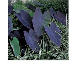 Moerings Colocasia Rubra Black Magic | Zwarte Taro | In 18CM Mand Kant en Klaar