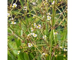 Moerings Alisma Lanceolata | Smalbladige Waterweegbree | In 9CM pot
