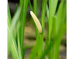 Moerings Acorus Calamus | Kalmoes | In 9CM pot