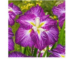 Moerings Iris Ensata Dinner Plate Jell-O | Japanese Iris | In 11CM pot