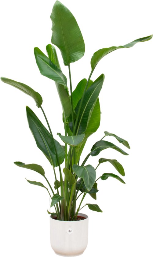 160 cm Hoge Strelitzia Nicolai en witte pot - Binnenplant Luchtzuiverend