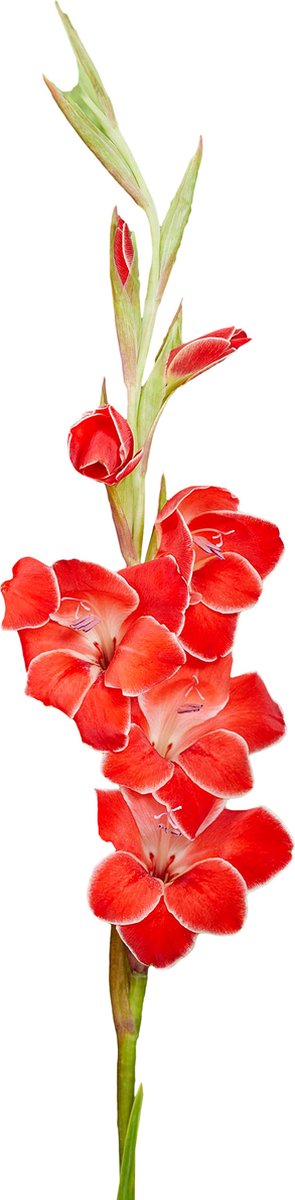 Gladiolenbollen 60 x 'Atom' - The Bulb Farmers - Zomer - NL gekweekt - Gladiolen Bollen - Bloembollen