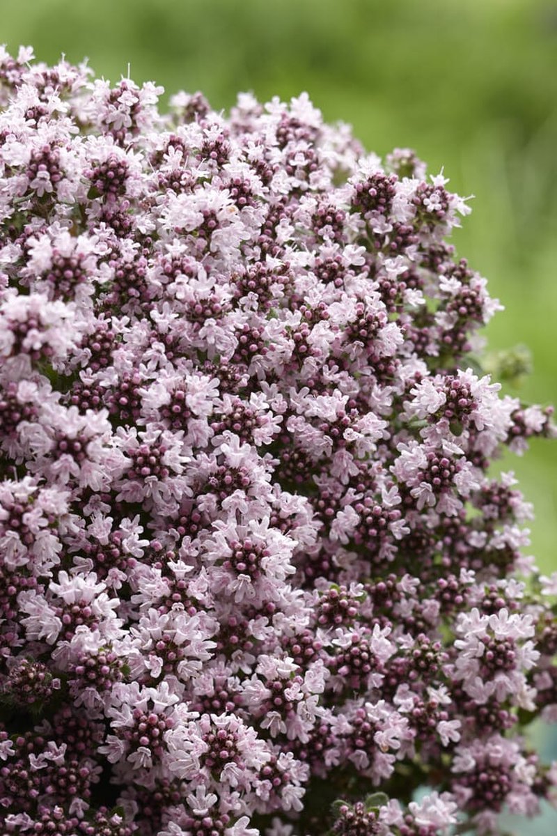 Thymus pr. Pink Chintz - Set van 12 - Kruiptijm - Potmaat P9 - Roze Bloem
