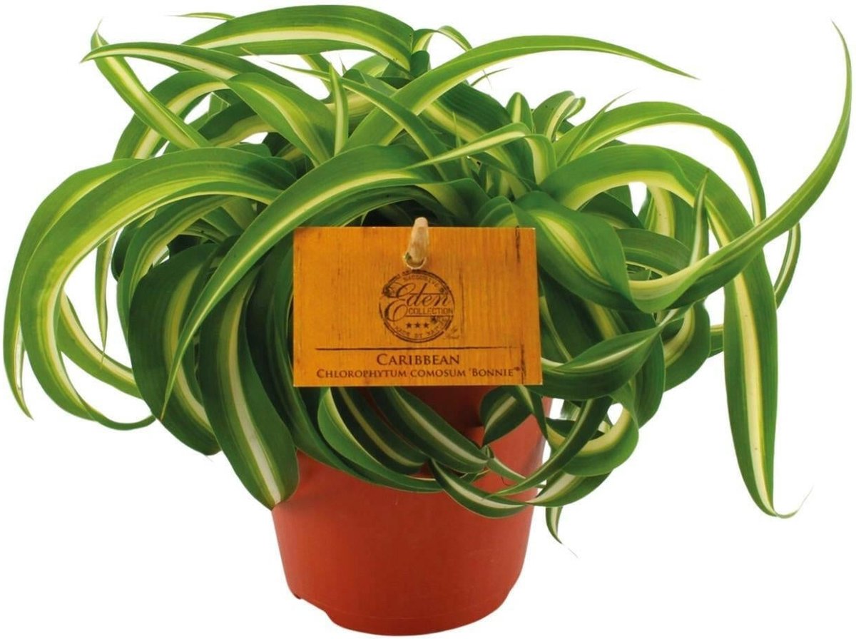 Chlorophytum Bonnie - Prachtige Spinnenplant -20cm -Ø12 Groene Kamerplant