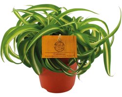 Chlorophytum Bonnie - Prachtige Spinnenplant -20cm -Ø12 Groene Kamerplant
