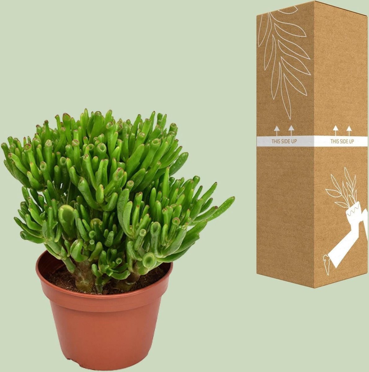 Crassula Ovata Hobbit Vetplant – Unieke Kamerplant Ø12 cm ↨15 cm – Onderhoudsarme Groene Sierplant – Perfect voor Woonkamer, Vensterbank & Bureau