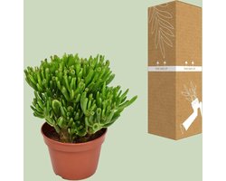 Crassula Ovata Hobbit Vetplant – Unieke Kamerplant Ø12 cm ↨15 cm – Onderhoudsarme Groene Sierplant – Perfect voor Woonkamer, Vensterbank & Bureau
