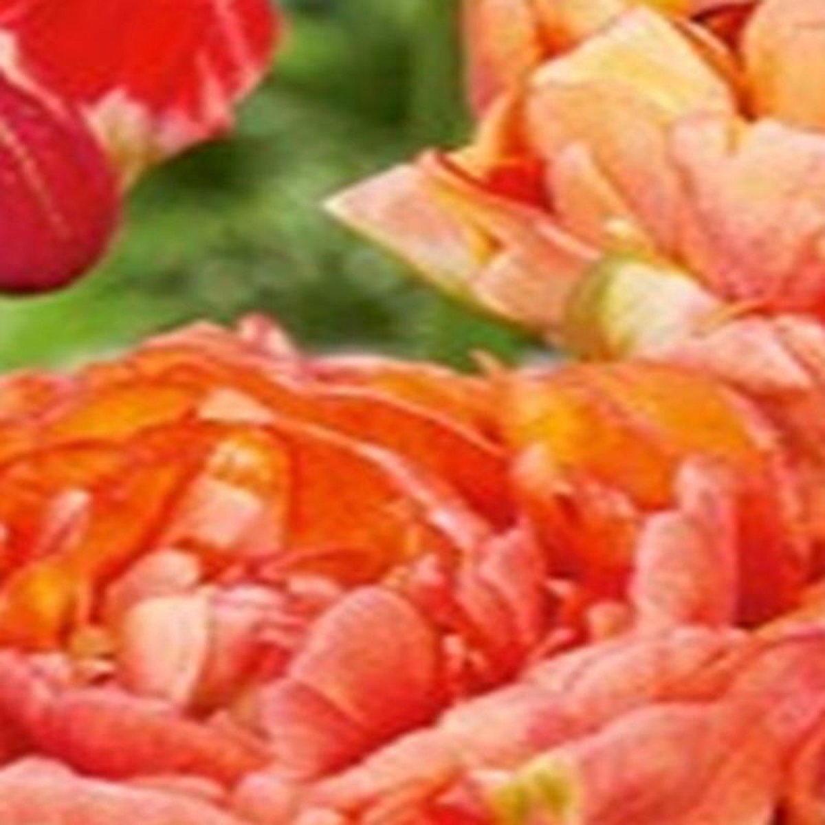 JUB - Tulipa Gudushnik Double