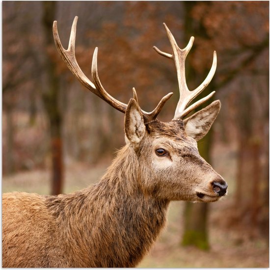 Poster 100x100 cm - Hert - Dier - Bos - Herfst - Hertenkop - Bruin - Natuur - Posters - Kamer decoratie - Wanddecoratie woonkamer - Muurdecoratie slaapkamer XXL