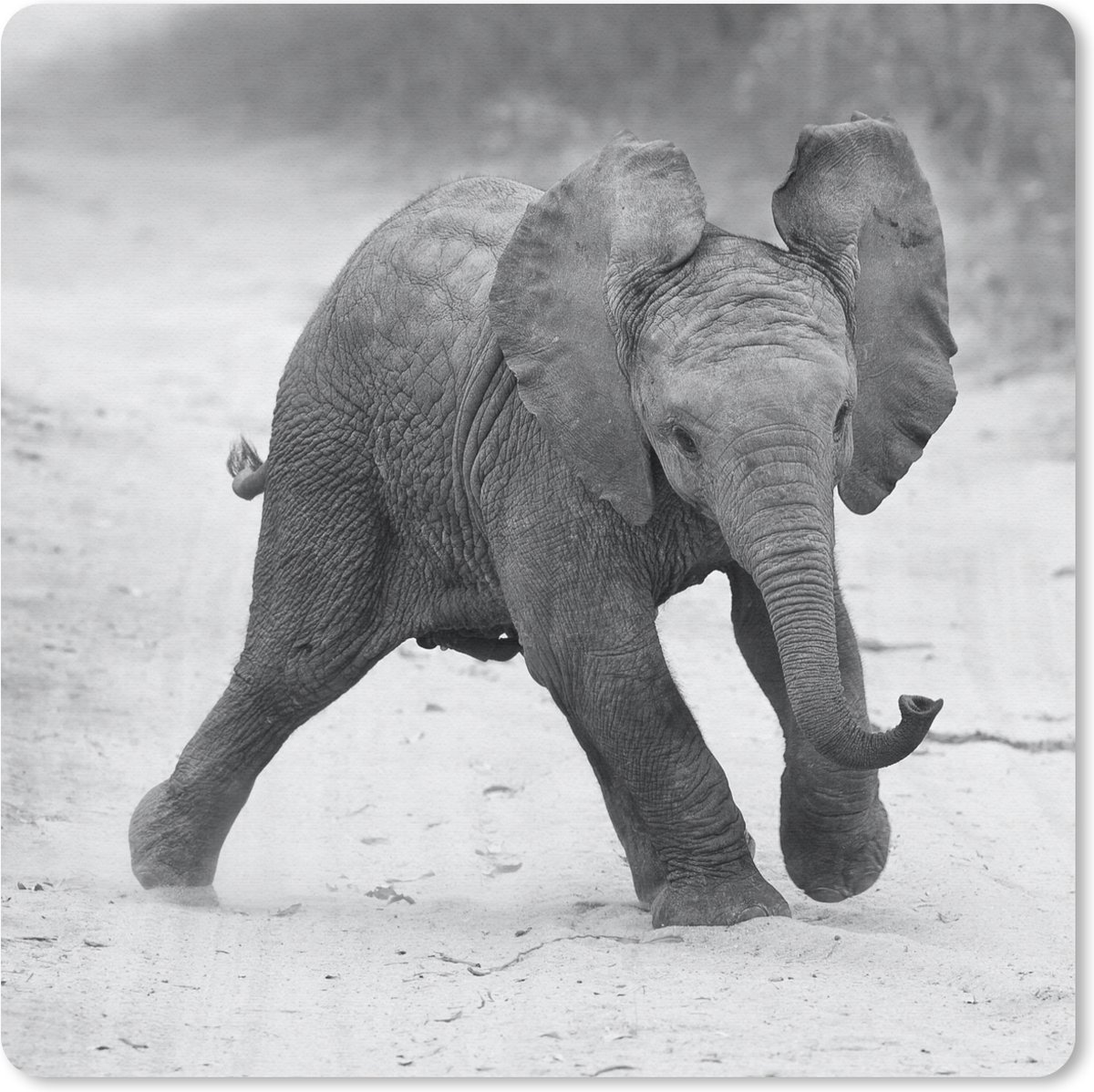 Muismat 20x20 cm - Mousepad Olifant - Baby - Dieren - Pad - Zwart wit - Muismatten