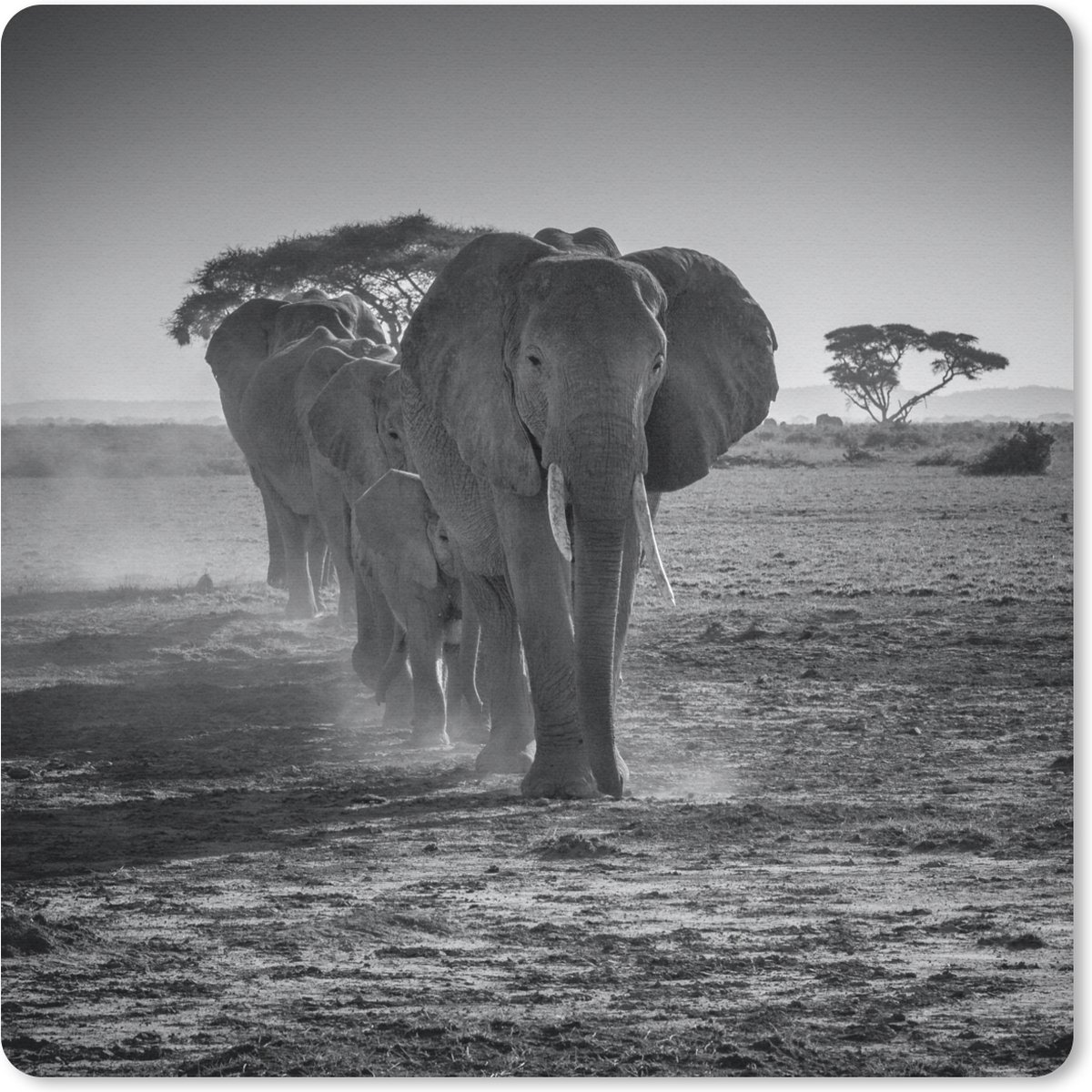 Muismat 20x20 cm - Mousepad Olifant - Vlakte - Dieren - Zwart - Wit - Muismatten