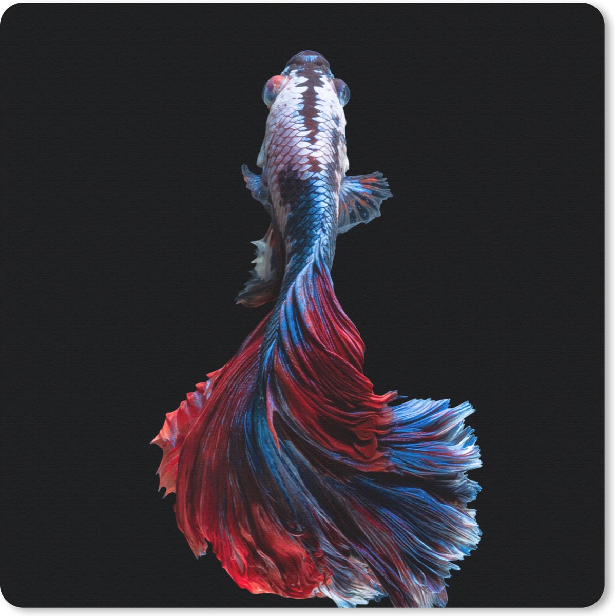 Muismat 20x20 cm - Mousepad Vis - Staart - Zwart - Muismatten