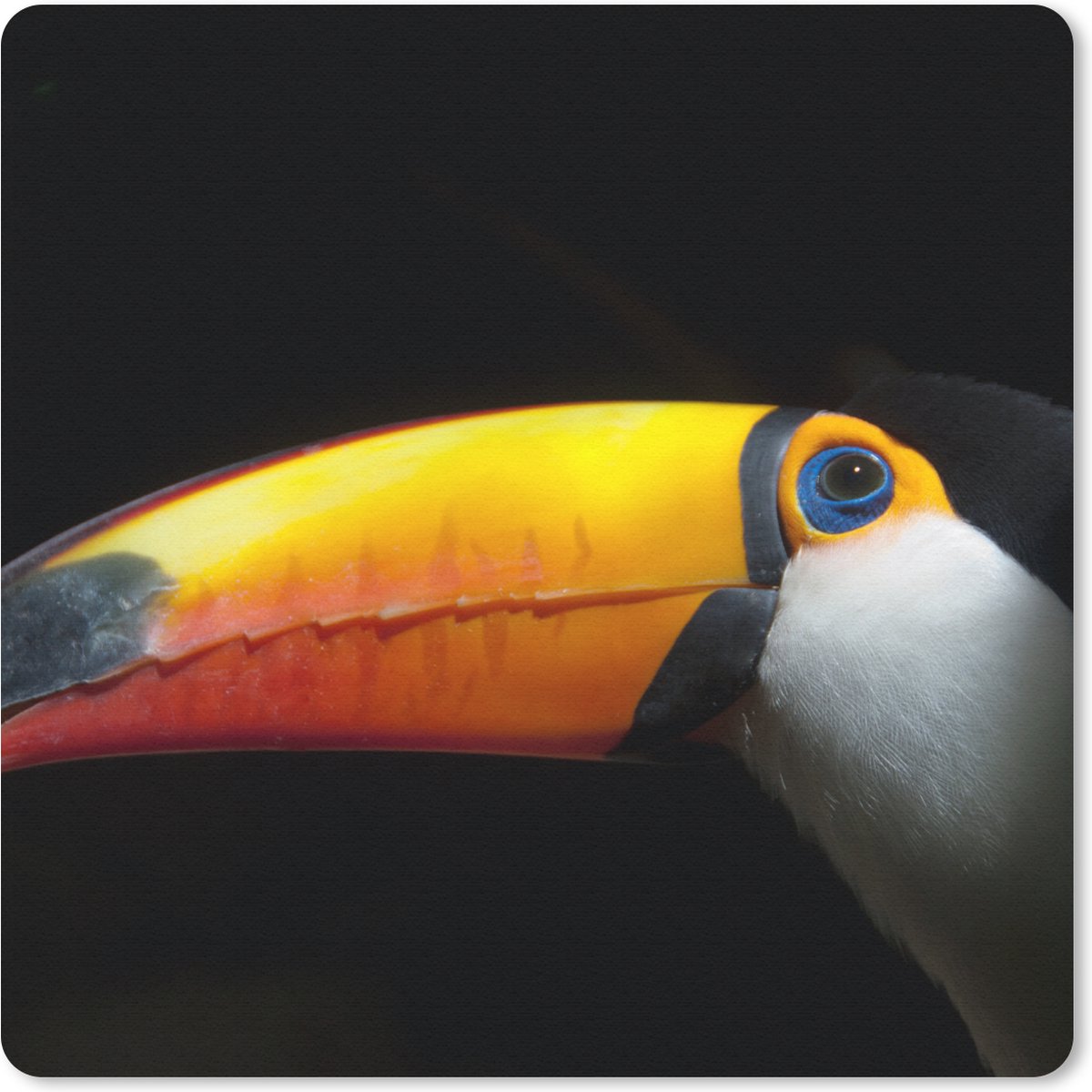 Muismat 20x20 cm - Mousepad Toekan - Vogel - Snavel - Muismatten
