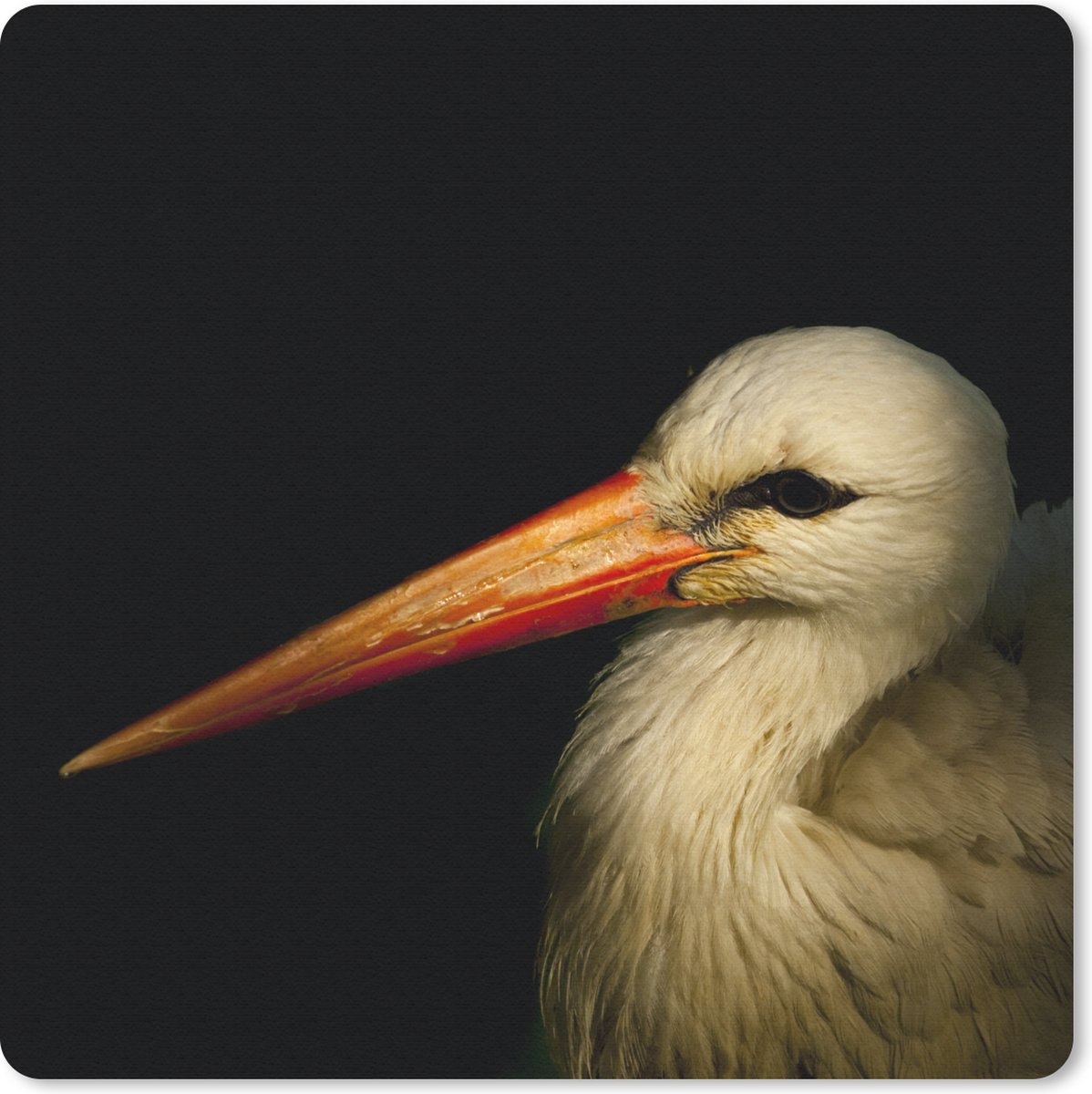 Muismat 20x20 cm - Mousepad Vogel - Snavel - Veren - Muismatten