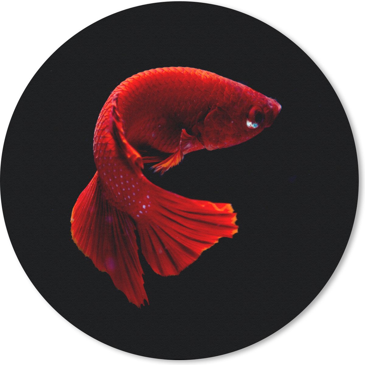 Muismat rond 20x20 cm - Mousepad Vis - Zeedier - Staart - Rood - Ronde muismatten