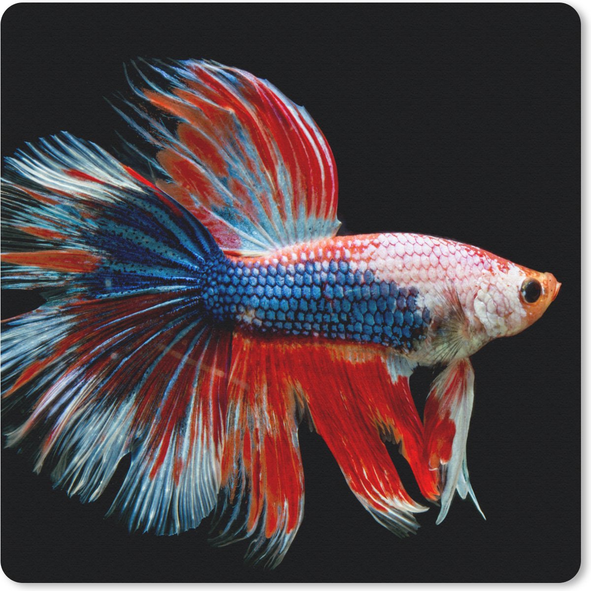 Muismat 30x30 cm - Mousepad Vis - Zeedier - Staart - Blauw - Muismatten