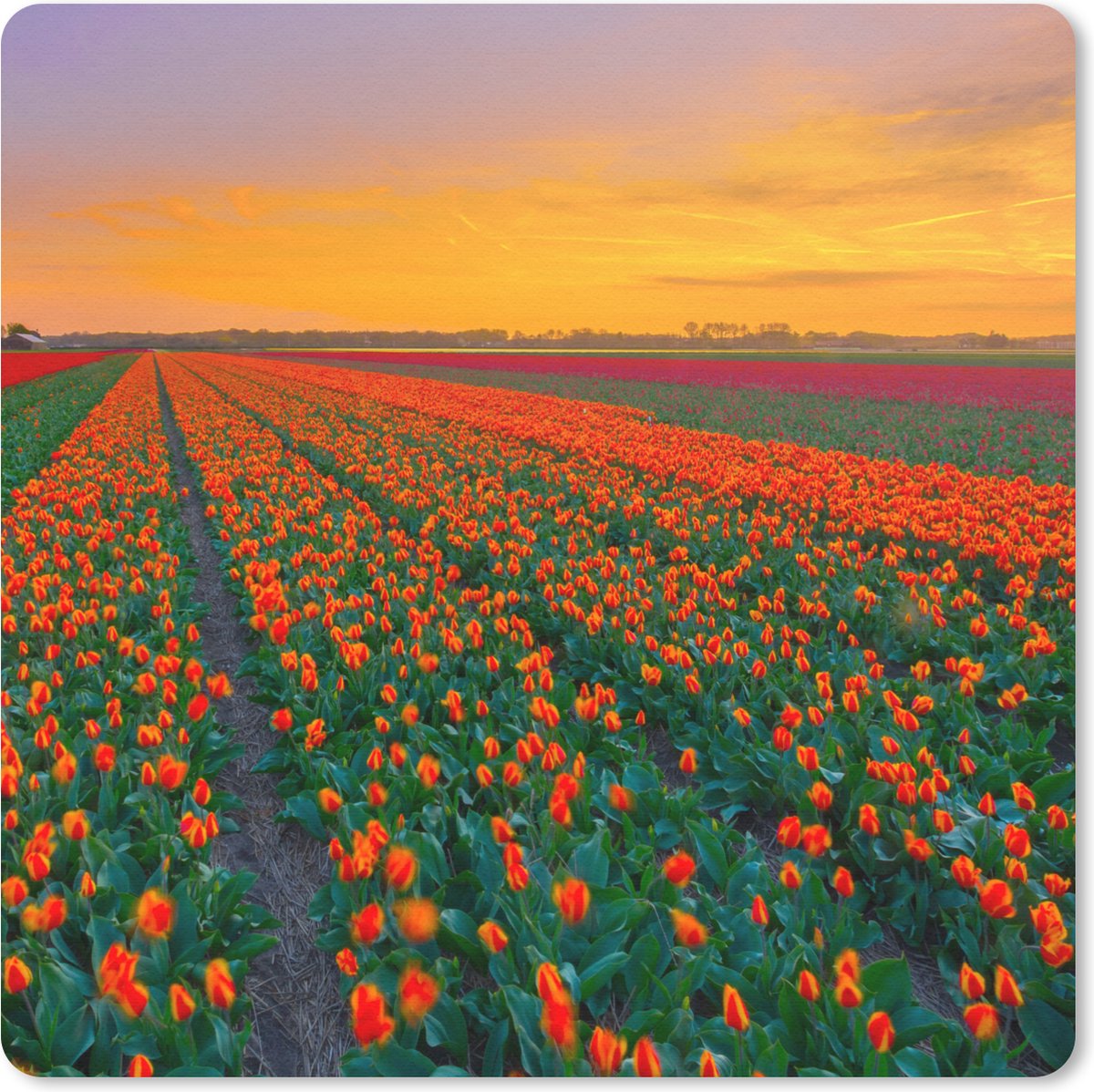 Muismat 20x20 cm - Mousepad Tulpenvelden in Zuid-Holland - Muismatten