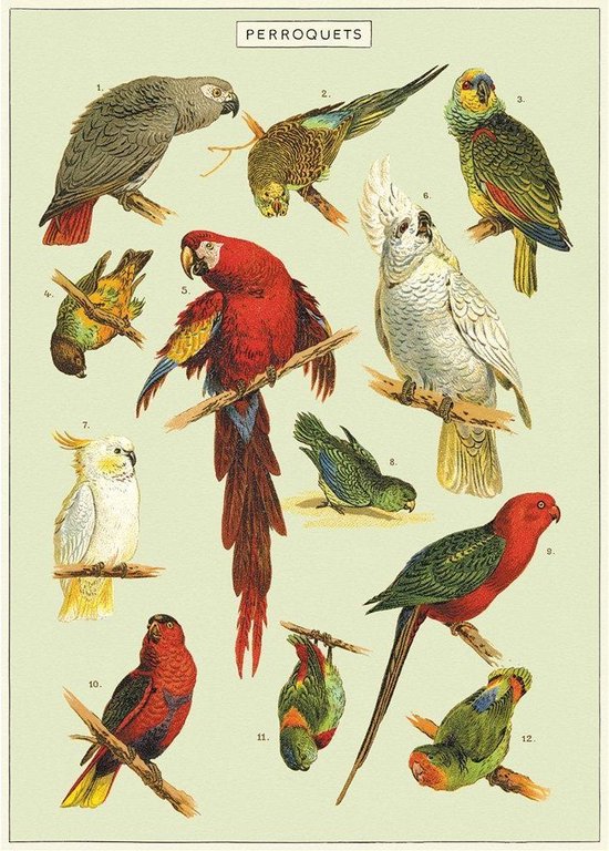 Poster Papegaaien - Cavallini & Co - Vintage Schoolplaat Perroquets