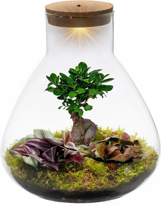 Foto: Vdvelde com ecosysteem plant met lamp ecoworld bonsai biosphere terrarium plant 3 stuks 1 bonsai en 2 gekleurde terrarium planten piramide glas xl 30 cm hoogte 36 cm