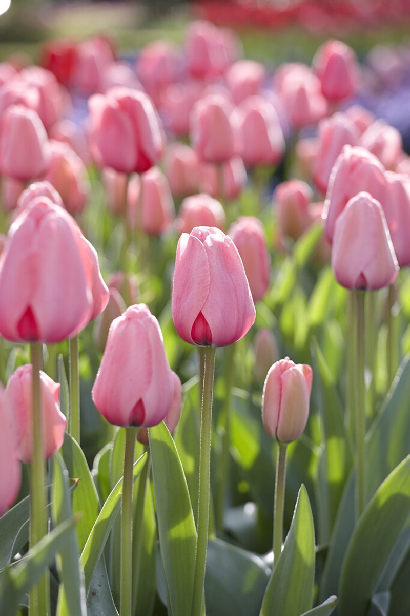 Tulp Pink Impression | 10 stuks | Tulpenbollen