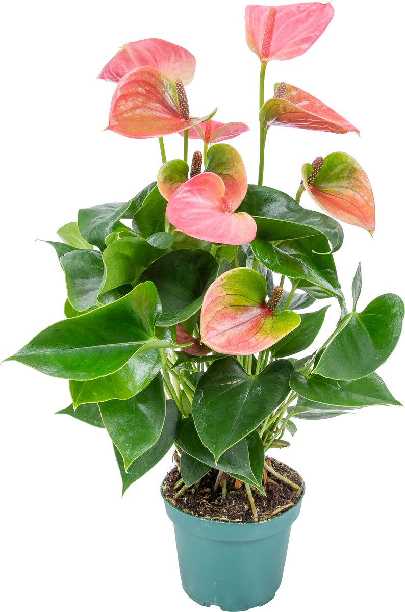 Anthurium 'aristo' Roze – Flamingoplant - ⌀12 Cm - ↕30-40 Cm