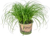 Bloomique - Cyperus Zumula - Kattengras - Kamerplanten - Diervriendelijk - 20-30 cm Hoog - Pot 12 cm