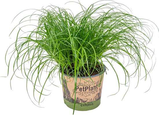 Foto: Cyperus alternifolius zumula kattengras kamerplant huisdiervriendelijk 12 cm 20 25 cm