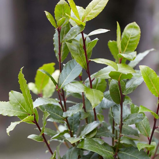 Close-up van groene laurierblaadjes en rode stengels.