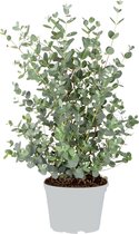 Bloomique - Eucalyptus gunnii - Gomboom - Heester - Groenblijvend - 40-50 cm - Pot 17 cm - Hoogte 40-50 cm