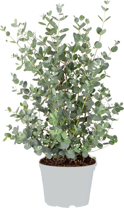Eucalyptus gunnii - Gommier - Arbuste - Persistant - ⌀17 cm - Hauteur 40-50 cm