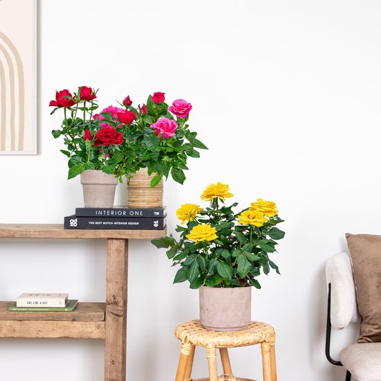 Bloomique - Lot de 3 - Rosiers Nains - Rouge, Jaune, Rose - Plantes d’intérieur & extérieur - Terrasse & Jardin - Rustique - 20-30 cm de Haut - Pot 12 cm
