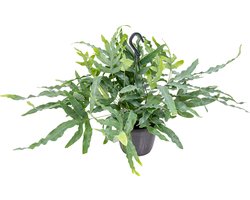 Bloomique - Phlebodium Blue Star - Blauwvaren - Hangplanten - Kamerplanten - Luchtzuiverend - Diervriendelijk - Hoogte 30-40 cm - Hangpot 17 cm