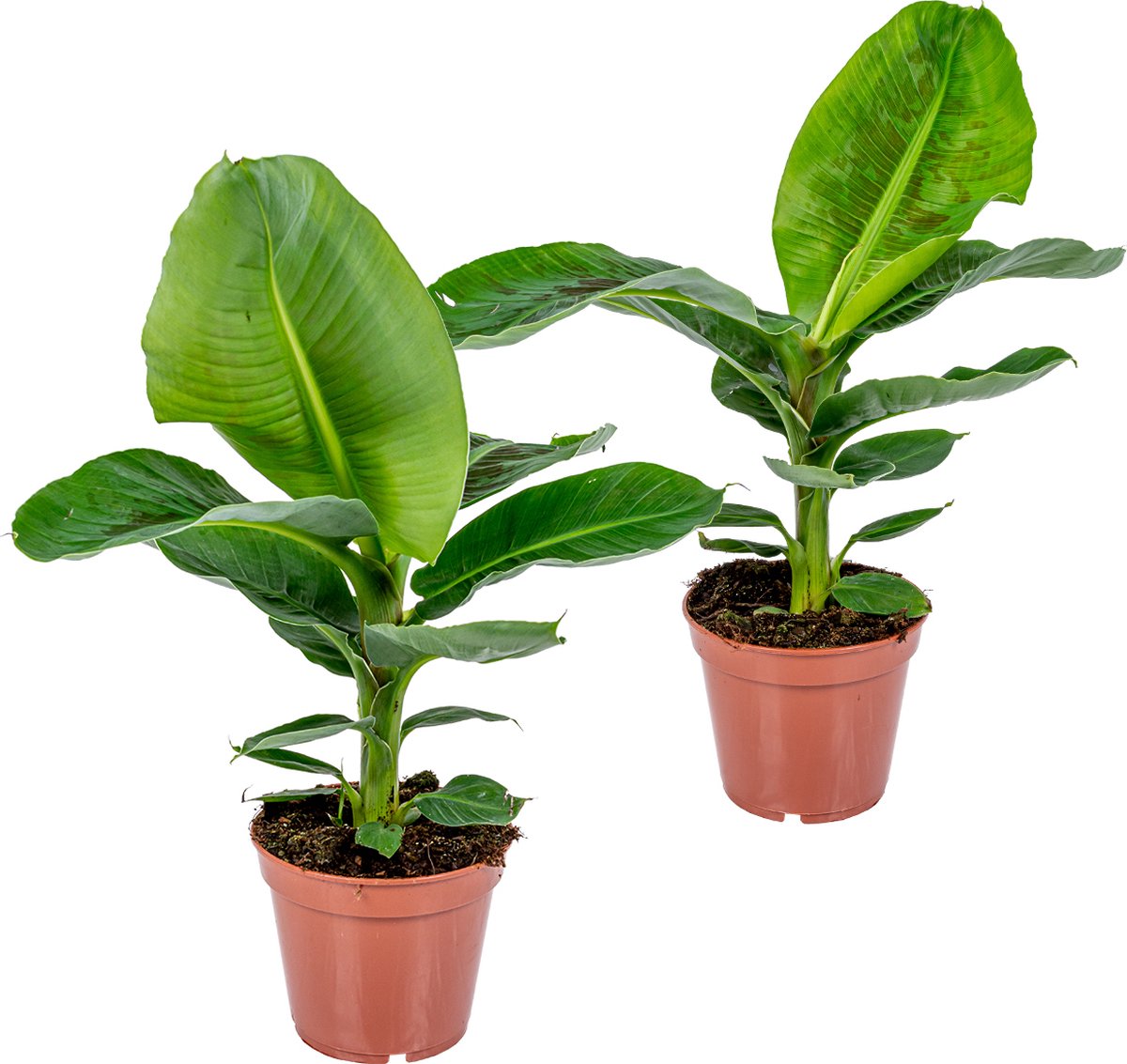 2x Musa Bananenplant | 60 - 70 cm