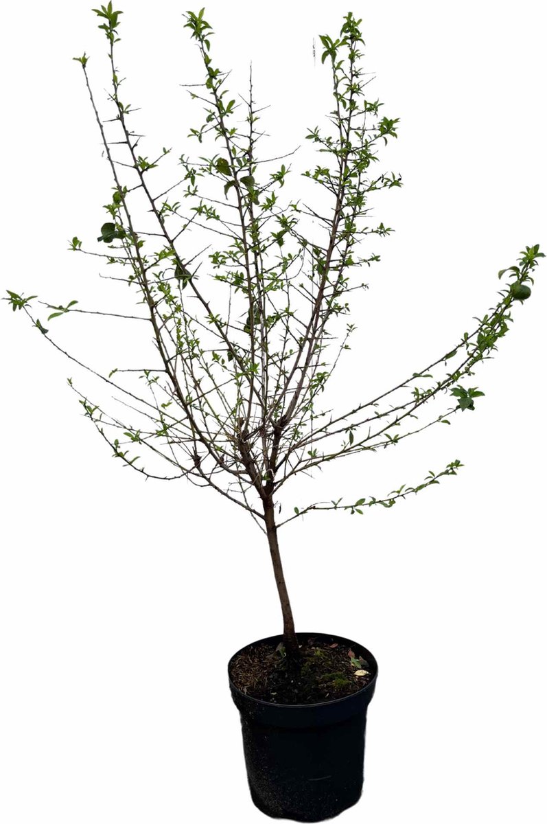Sleedoorn 100-125 cm (in pot) - Prunus spinosa - Ø26 cm - inheemse plant - vogelaantrekkelijk door zijn bessen - witte bloemen