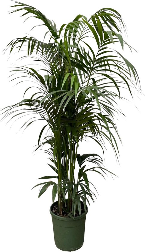 Sierlijke kamerplant in Donkergroen | Kentia palm Diepgroen - 220 cm - ø38 - niet giftig