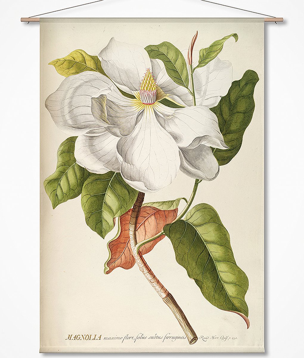 Wanddoek-XL Magnolia - botanische prent van G. D. Ehret (zonder houten stokken)
